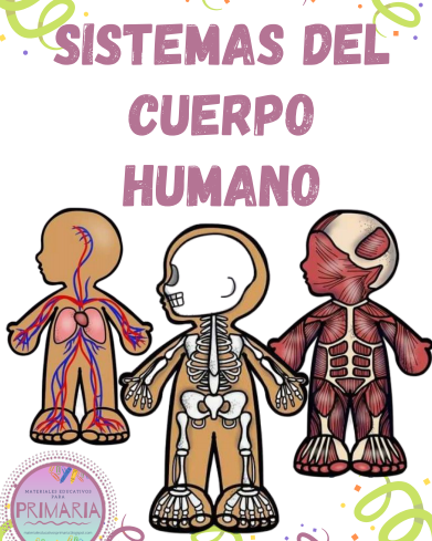 sistema del organismo humano