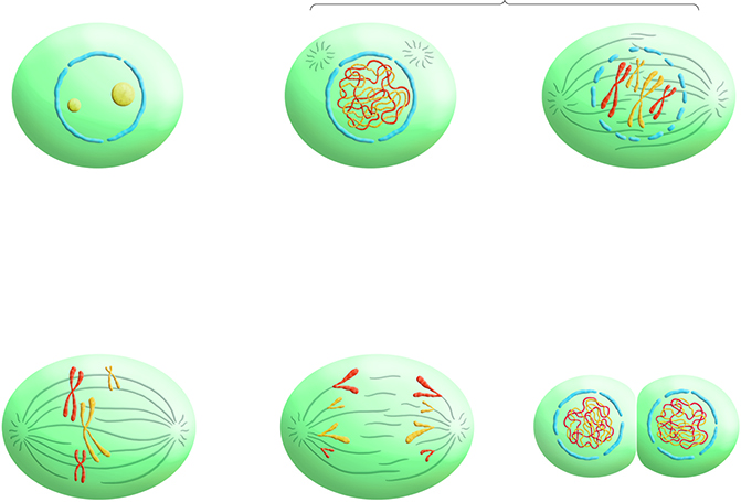 Blink Activity | BlinkLearning