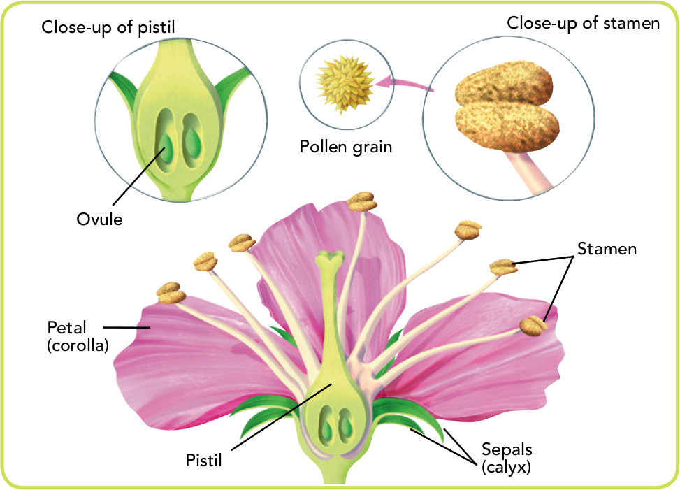 Sexual Reproduction In Plants 11 Best Sexual And Asexual Reproduction