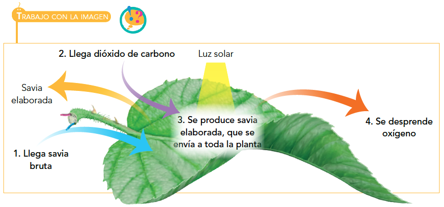 Resultado de imagen de como respiran las plantas