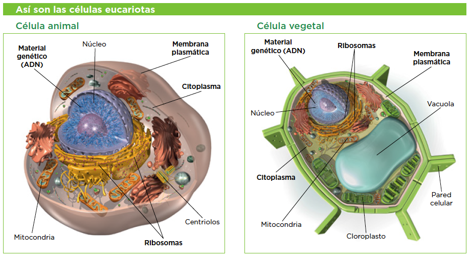 Celula Eucariota Mind Map Images