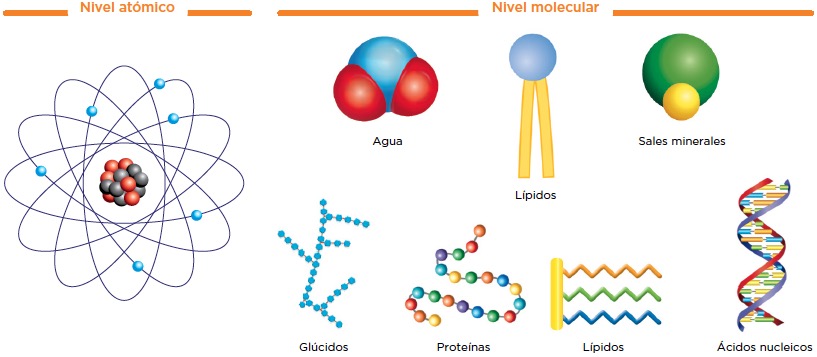 Collection Of Maqueta De Nivel Molecular Maqueta De Nivel Molecular