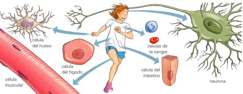 Resultado de imagen de Cómo son las células de nuestro cuerpo.