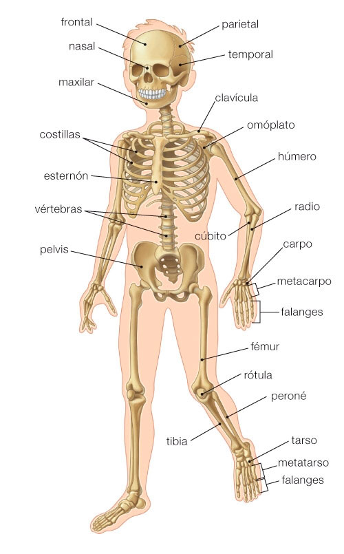 Resultado de imagen de APARATO LOCOMOTOR SANTILLANA