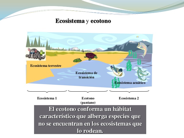 ECOTONO