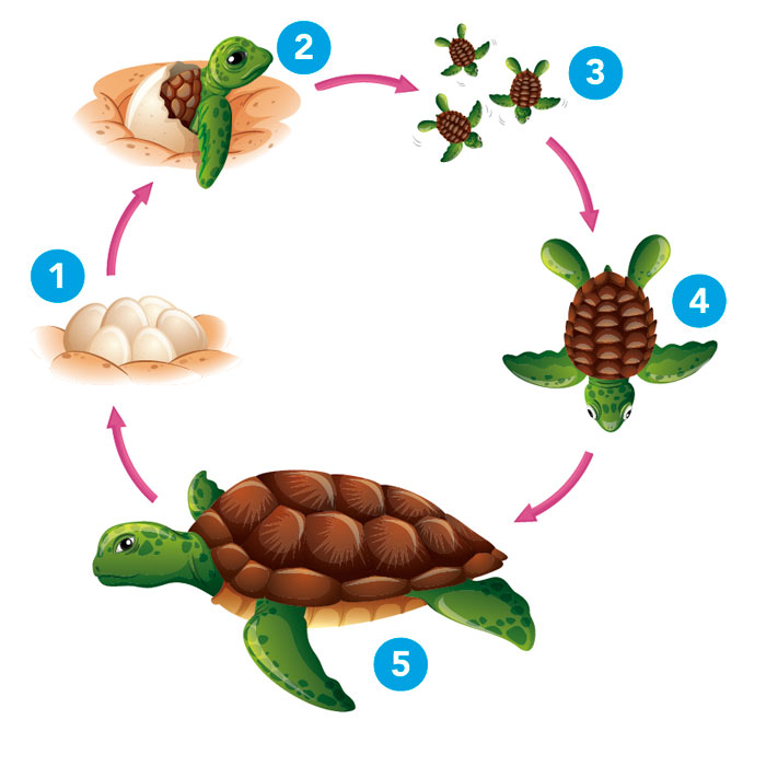 Blink Activity | BlinkLearning